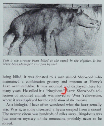 The mounted animal, as reproduced in Coleman and Clark's Cryptozoology A to Z.