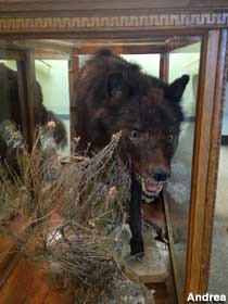 The creature displayed at the Madison Valley History Museum (visitor photo, 2013).