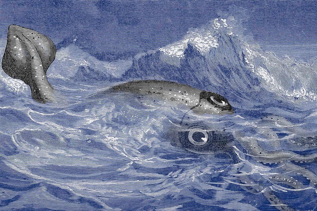 An 1887 illustration of a giant squid, unrelated to the 1941 event