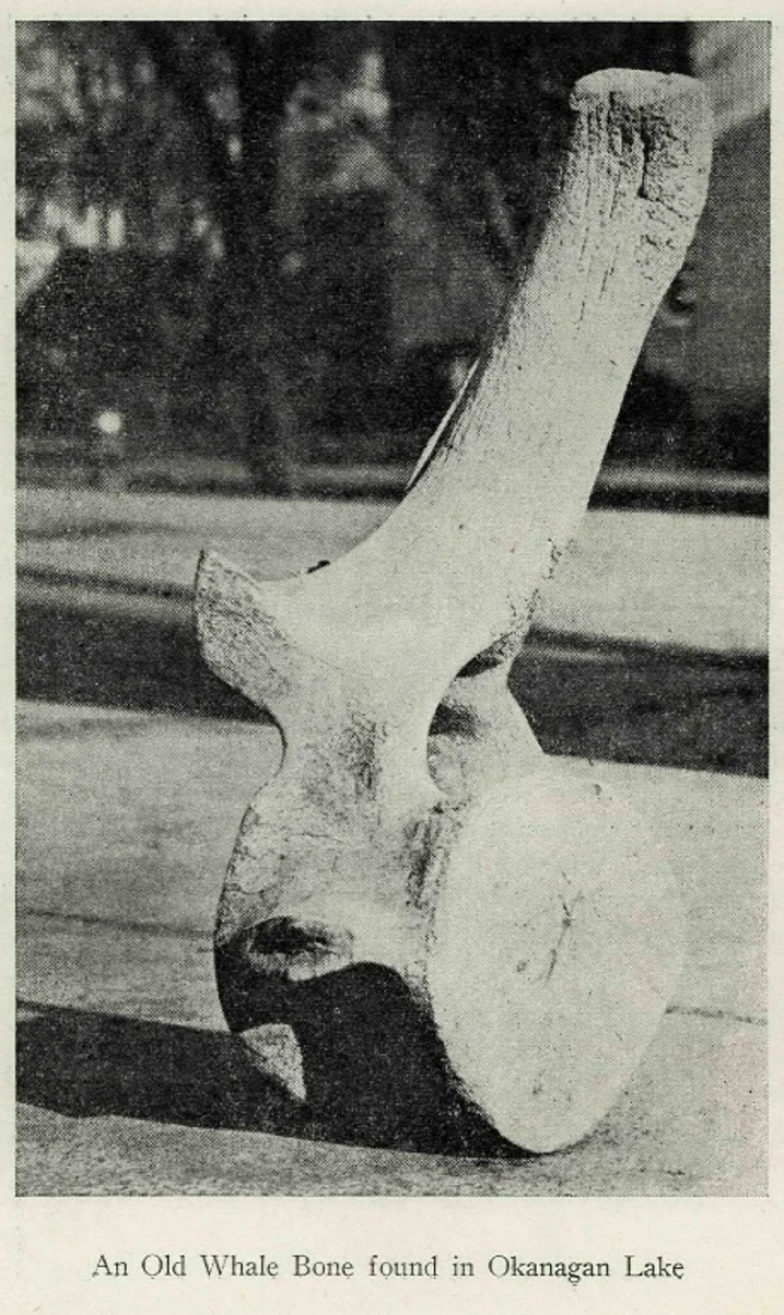 An old whale bone found in Okanagan Lake, linked to the wider legend.