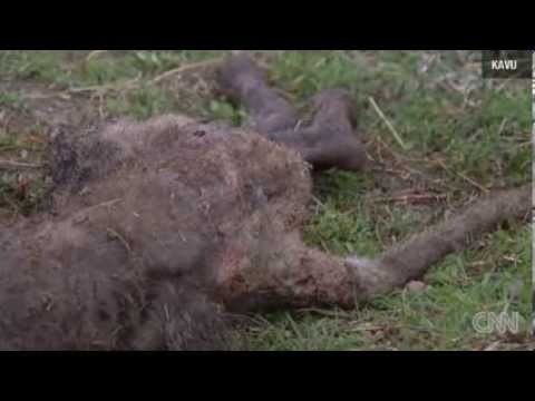 Thumbnail of a re-uploaded news clip about the Ohrt chupacabra