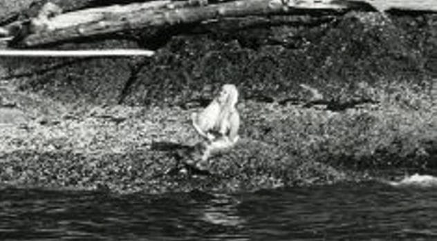 Image accompanying the Listverse retelling; not verified as the 1967 Harrison photo