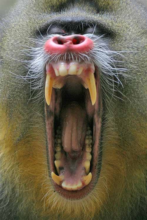 A mandrill shown for comparison