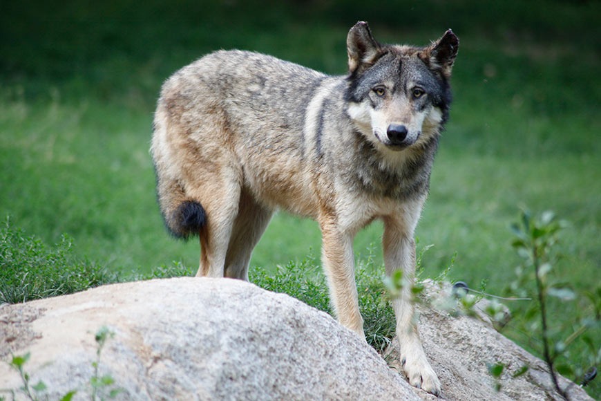 A modern European grey wolf; illustration only