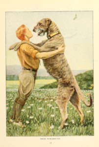Irish Wolfhound thumbnail illustrating the dog explanation