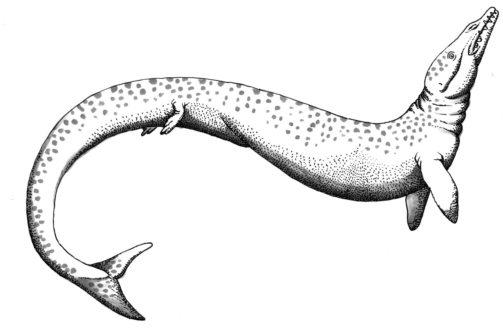 Artist's restoration of a zeuglodont, the identity Shuker suggested; not evidence of the sighting