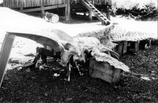Skeleton, left side