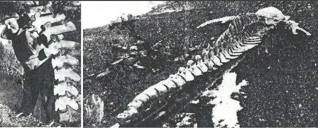 Tom Vevig carrying vertebrae