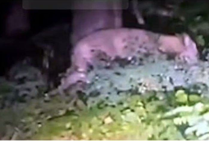 Still from the witness video of the supposed lioness