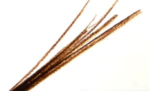 Wild boar hair under the microscope, forensic reference
