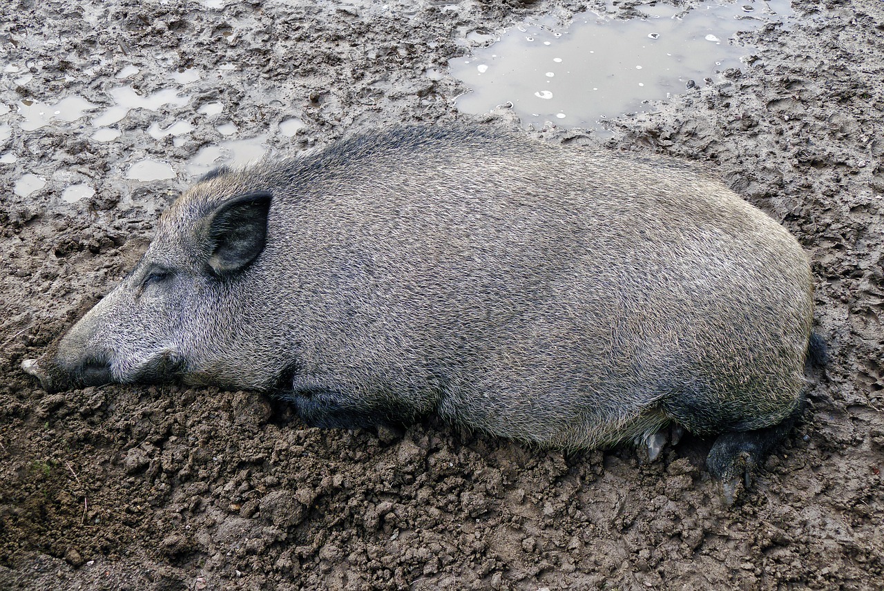 Wild boar in summer coat, stock comparison image