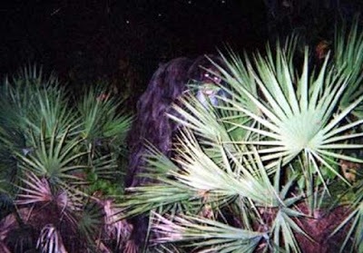 One of the Myakka skunk ape photographs, showing a dark ape-like figure behind saw palmetto leaves.