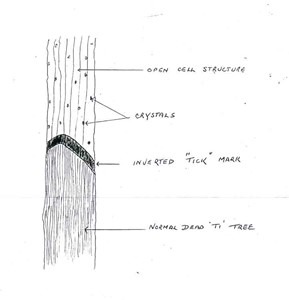 Damage to upper end of ti-tree branches from possible radiation