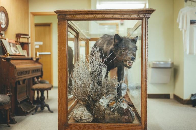The specimen on display at the Madison Valley History Museum