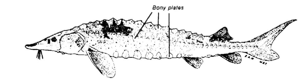 Lake Sturgeon can grow to double-digit length; comparison material for Lake Erie monster reports