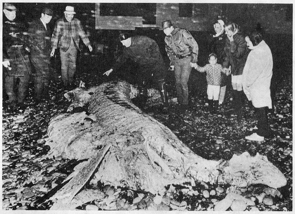 "Mann Hill Monster", probably the carcass photograph; not verified.