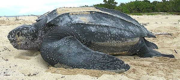 A leatherback turtle, the leading conventional explanation, shown for comparison