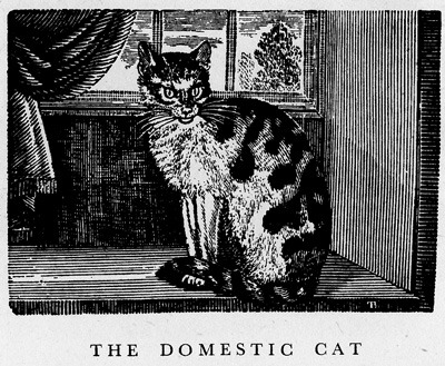 Thomas Bewick, The Domestic Cat, used as an illustration.