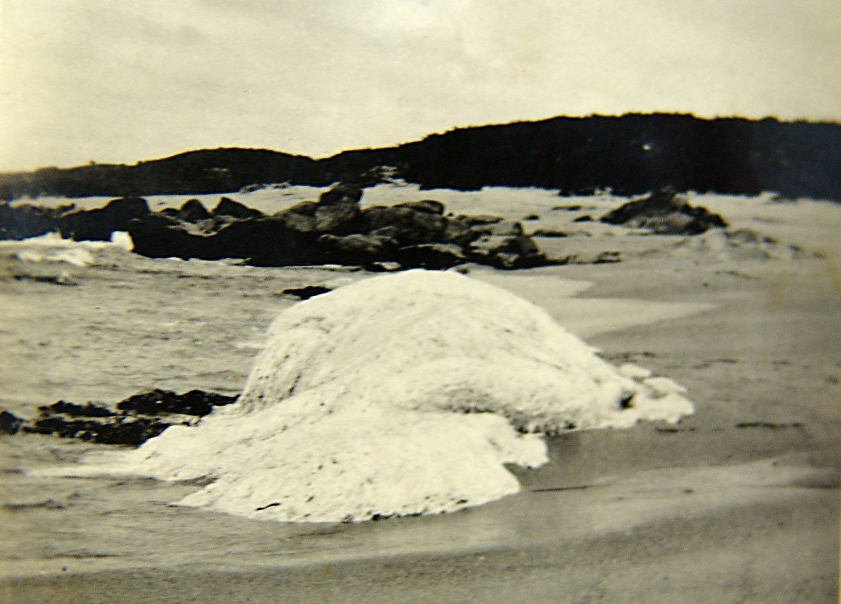 Fifth photograph of the carcass, showing a large fan-shaped projection