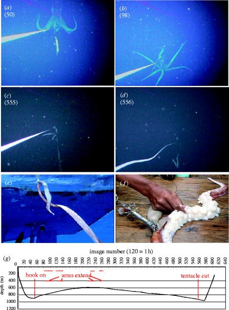 Remote camera images of the live giant squid at 26°57.3′ N, 142°16.8′ E on 30 September 2004, with the recovered tentacle and a depth summary.
