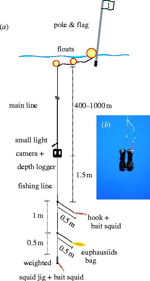 Diagram of the vertical long-line and remote camera system.