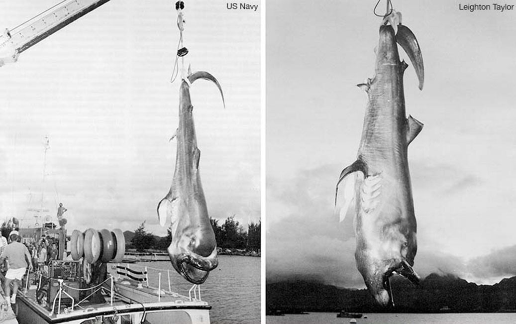 The first megamouth specimen in the AFB-14 sea anchor, 1976