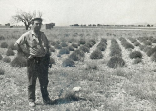 Maurice Masse in his field.