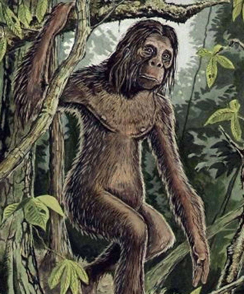 Later illustration of an orang pendek