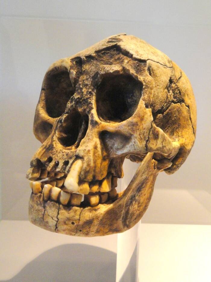Homo floresiensis skull, for comparison