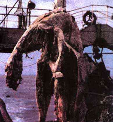 The Zuiyō Maru carcass on deck