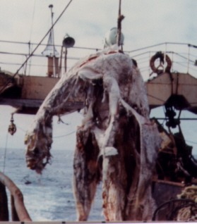 The carcass hoisted aboard the Zuiyō Maru, 25 April 1977