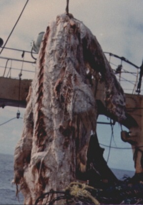 Yano photograph C: the back, with apparent dorsal fin and muscle bands