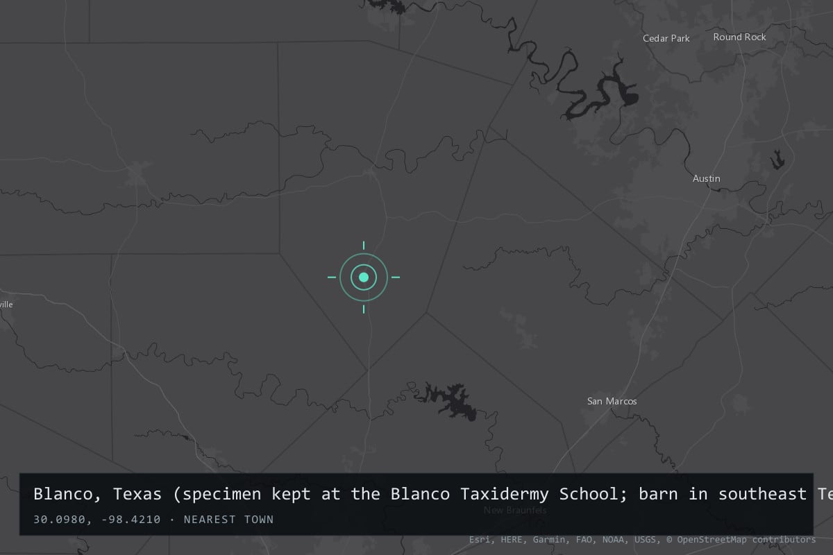 Where it happened: Blanco, Texas (specimen kept at the Blanco Taxidermy School; barn in southeast Texas, reported as Brazoria County or Rosenberg), United States